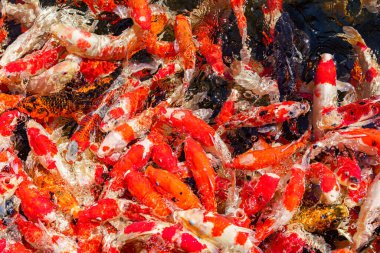 Renkli koi balıkları arka plan için gölde birlikte besleniyorlar.