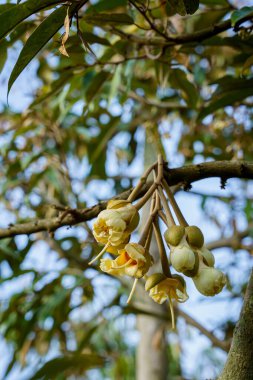 Durian veya char 'da ağaç dalında çiçek açan genç Durian çiçekleri