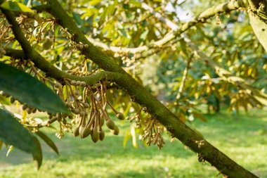 Durian veya char 'da ağaç dalında çiçek açan genç Durian çiçekleri