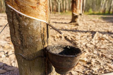 Lastik kauçuk ağaçtan damlayan kauçuk. Yakından.