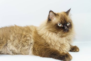 İran kedisi beyaz arka planda tek başına oturuyor.