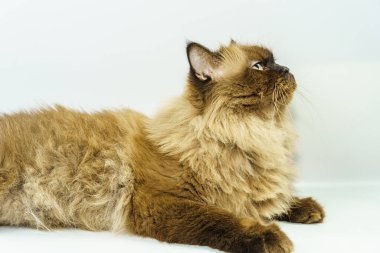 İran kedisi beyaz arka planda tek başına oturuyor.