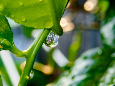 Yeşil yaprak sapında asılı makro su damlacıkları.