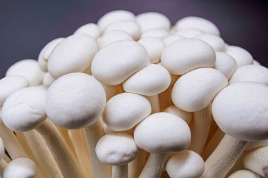 Taze beyaz kayın mantarları izole edilmiş. Siyah arkaplanı kapatın.