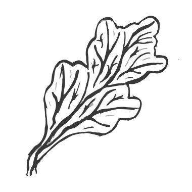 Beyaz bir arka plan güzel siyah ve beyaz çizilmiş yaprakları meşe