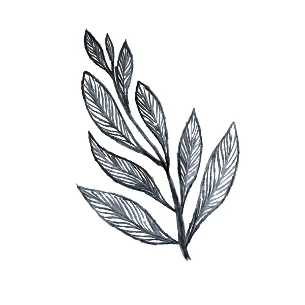 Belas folhas desenhadas à mão em preto e branco em um fundo branco — Fotografia de Stock