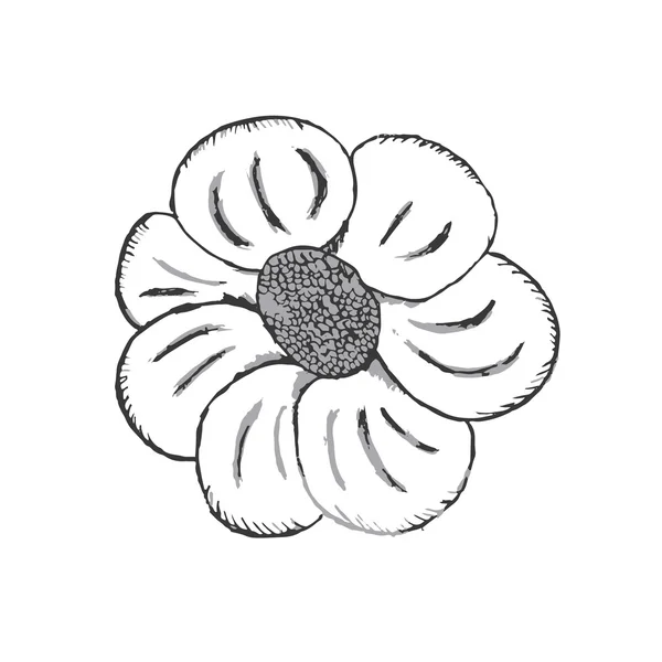Hermosas flores dibujadas a mano en blanco y negro sobre un fondo blanco — Foto de Stock