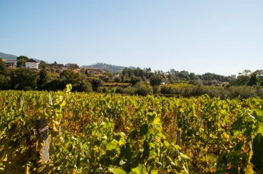 Portekiz 'in kuzeyindeki üzüm bağı..