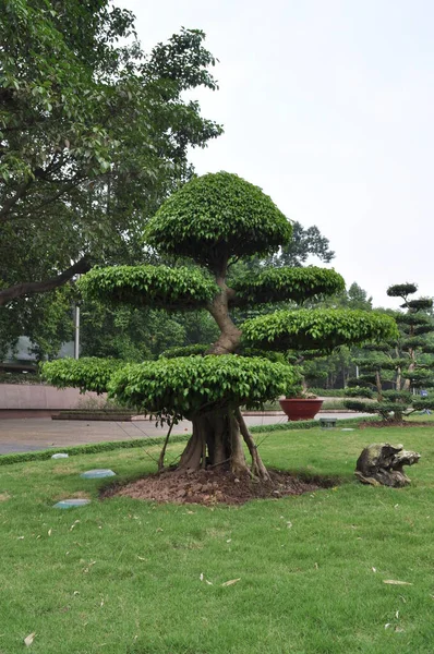 Nagy Bonsai Egy Parkban Vietnamban — Stock Fotó