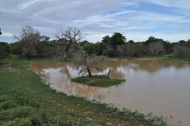 Yala Ulusal Parkı 'nda bir gölet, Sri Lanka.