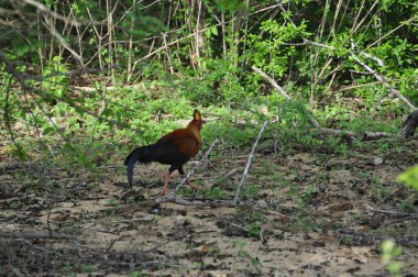 Yala Ulusal Parkı, Sri Lanka 'da bir Sri Lanka orman kuşu..