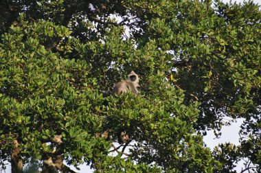 Yala Ulusal Parkı 'ndaki vervet maymunları, Sri Lanka.