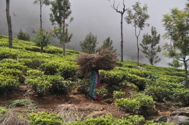 Haputale, Sri Lanka yakınlarındaki çay çiftliği.