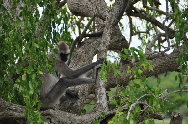 ヤラ国立公園 スリランカのベルベット猿 — ストック写真