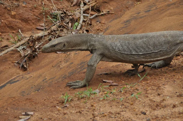 Lagarto Monitor Agua Parque Nacional Yala Sri Lanka —  Fotos de Stock