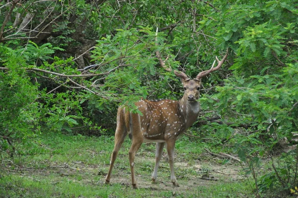 Cerf Avec Gros Bois Cerf Dans Parc National Yala Sri — Photo
