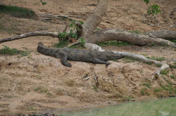 Крокодил Національному Парку Яла Шрі Ланка — стокове фото