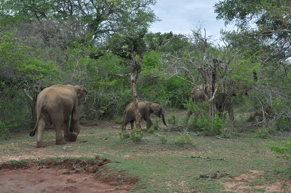Éléphants Sri Lanka — Photo