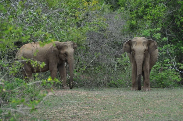 Elefanten Yala Nationalpark Sri Lanka — Stockfoto