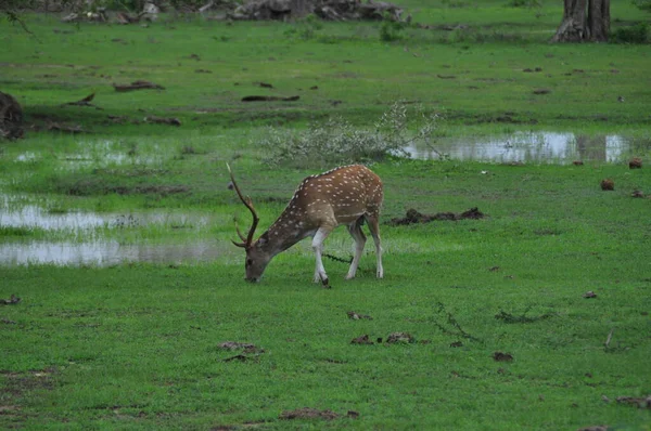 斯里兰卡亚拉国家公园的一头鹿 — 图库照片