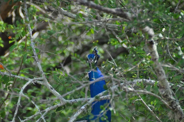 斯里兰卡亚拉国家公园的孔雀 — 图库照片