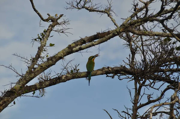 スリランカのクリムゾン前のバーベット鳥 — ストック写真