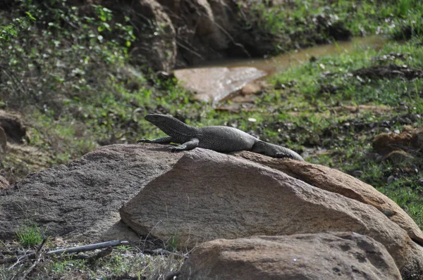 斯里兰卡亚拉国家公园的一只水警蜥蜴 — 图库照片