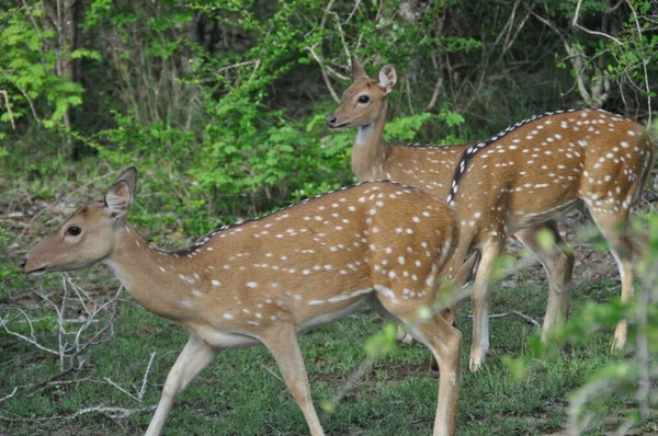斯里兰卡亚拉国家公园的一群鹿 — 图库照片
