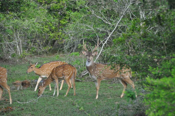 Grupo Ciervos Parque Nacional Yala Sri Lanka —  Fotos de Stock