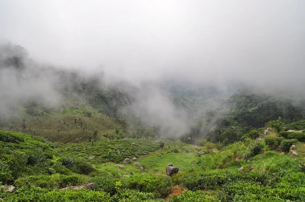 Theeplantages Bij Stad Haputale Sri Lanka — Stockfoto