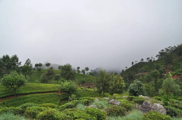 Utsikt Över Naturen Nära Haputale Sri Lanka — Stockfoto