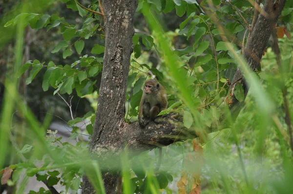 斯里兰卡的一只金丝猴 — 图库照片