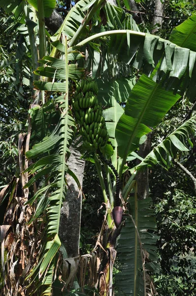 Bananas Selvagens Uma Árvore Sri Lanka — Fotografia de Stock