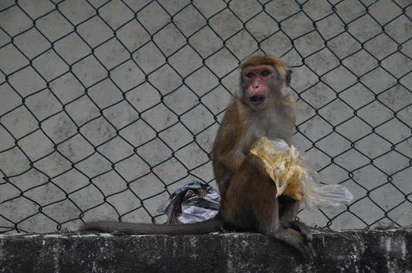 Toque Macaque Monkey Galle Sri Lanka — Zdjęcie stockowe