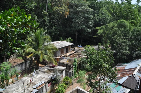 Apen Jungle Bij Kandy Sri Lanka — Stockfoto