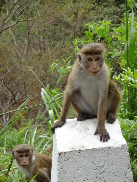 Toque Macaque Małpa Obok Drogi Sri Lance — Zdjęcie stockowe