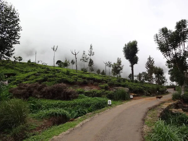 Straße Neben Teeplantage Der Nähe Von Haputale Sri Lanka — Stockfoto