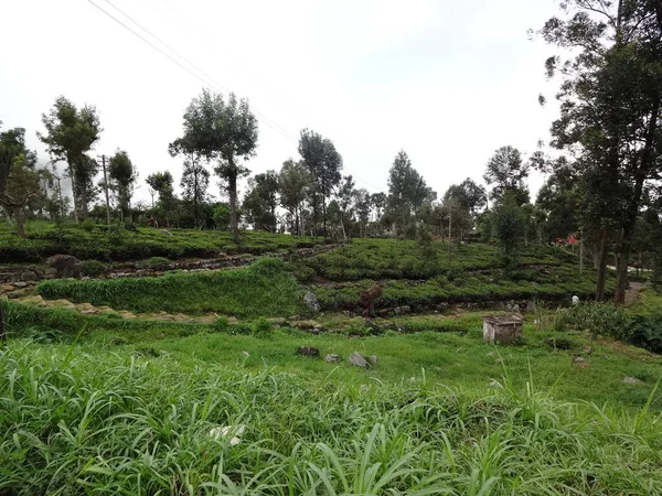 Theeplantage Bij Stad Haputale Sri Lanka — Stockfoto