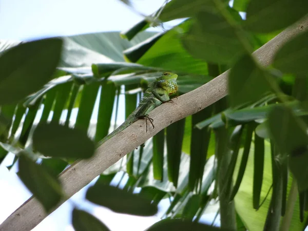 斯里兰卡一棵树上的绿色蜥蜴 — 图库照片