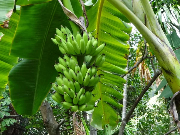 Bananas Crescendo Uma Árvore Selva — Fotografia de Stock