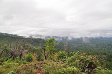 Belize 'deki Horoz Kovanı Vahşi Yaşam Sığınağı.