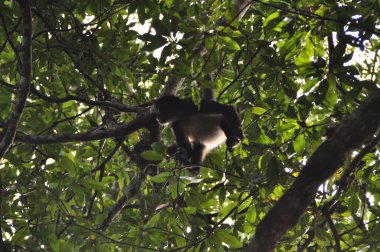 Tikal Ulusal Parkı 'nda bir örümcek maymun, Guatemala.