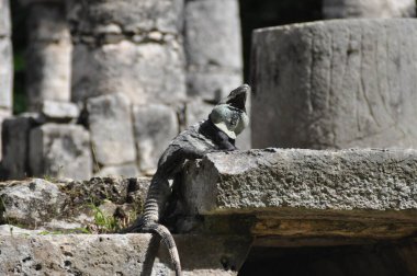 Chichen Itza arkeolojik bölgesinde kertenkele, Meksika.