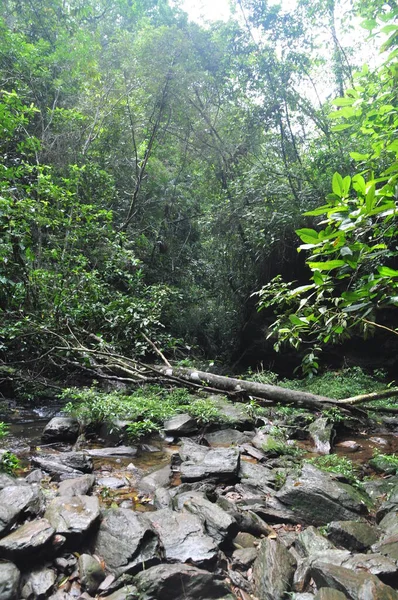 Belize 'deki Horoz Kovanı Vahşi Yaşam Sığınağı.