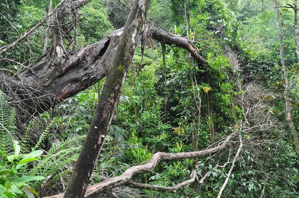 Cockscomb Basin Wildlife Sanctuary Belize — Foto Stock