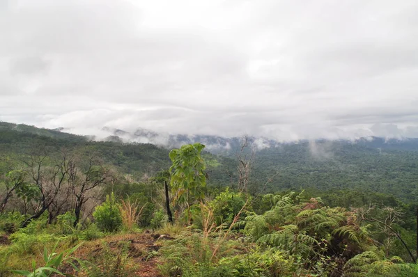 Das Wildtierreservat Cockscomb Basin Belize — Stockfoto