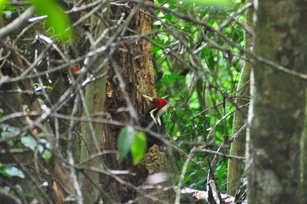 危地马拉丛林里的啄木鸟 — 图库照片