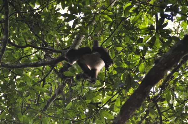 Tikal Ulusal Parkı 'nda bir örümcek maymun, Guatemala.