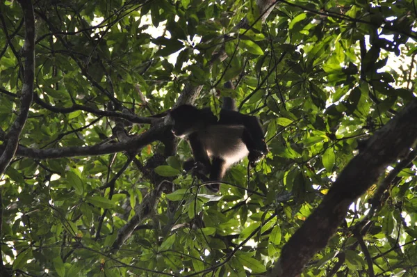 Tikal Ulusal Parkı 'nda bir örümcek maymun, Guatemala.