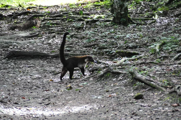 Coati Parku Narodowym Tikal Gwatemala — Zdjęcie stockowe